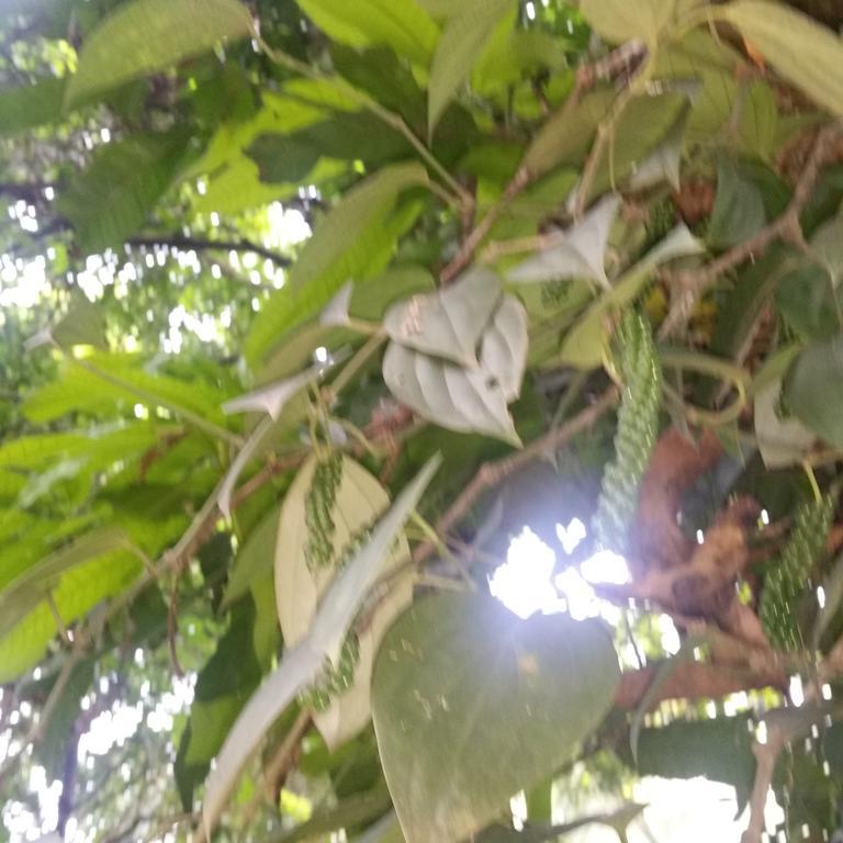 Jungle Village Homestay Pinnawala  Zewnętrze zdjęcie