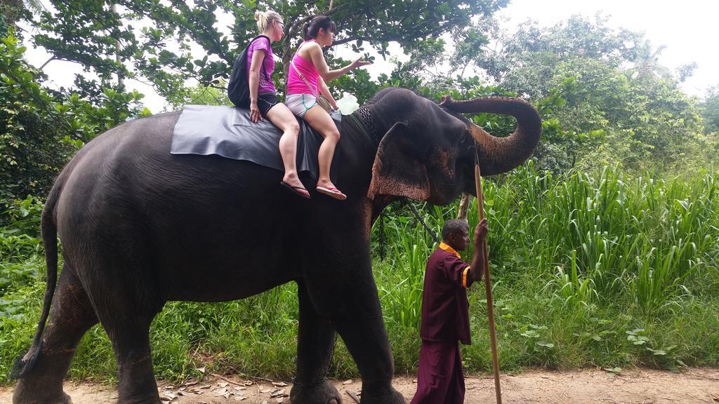 Jungle Village Homestay Pinnawala  Zewnętrze zdjęcie